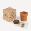 Weihnachtsbaum Anzuchtset mit Geschenkbox "Dein Weihnachtsbaum"