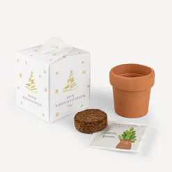 Weihnachtsbaum Anzuchtset mit Geschenkbox 